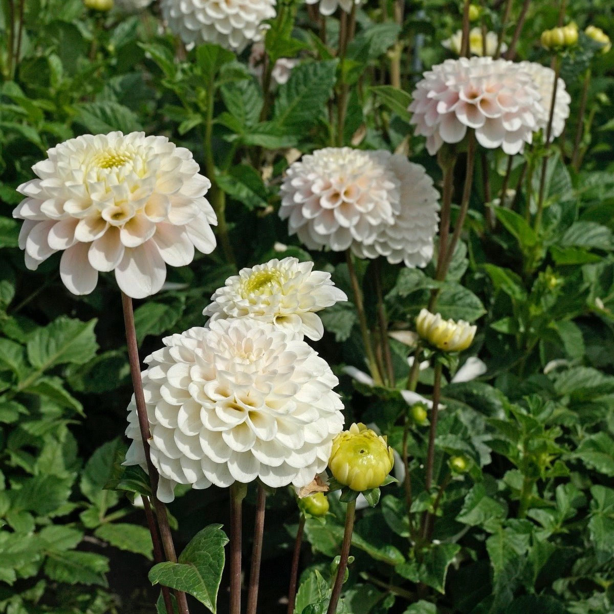 Dahlia Wizard Light - Dahlias - Fluwel