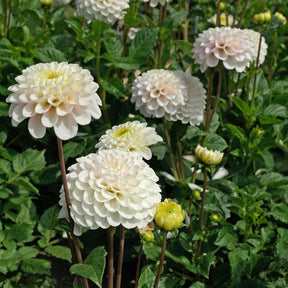 Dahlia Wizard Light - Dahlias - Fluwel