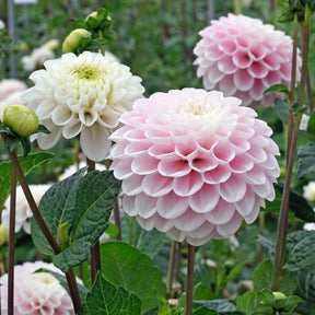 Dahlia Wizard Light - Dahlias - Fluwel