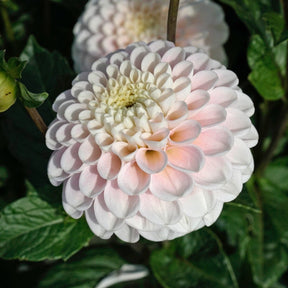 Dahlia Wizard Light - Dahlias - Fluwel