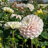 Dahlia Wizard Light - Dahlias - Fluwel