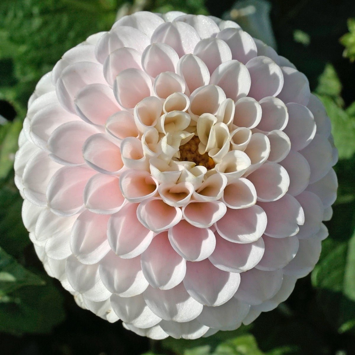 Dahlia Wizard Light - Dahlias - Fluwel