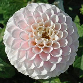 Dahlia Wizard Light - Dahlias - Fluwel