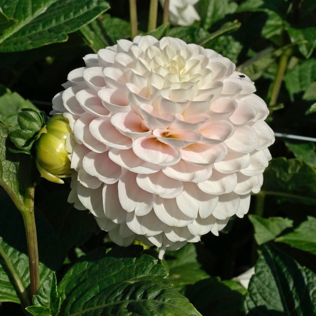 Dahlia Wizard Light - Dahlias - Fluwel