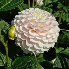 Dahlia Wizard Light - Dahlias - Fluwel
