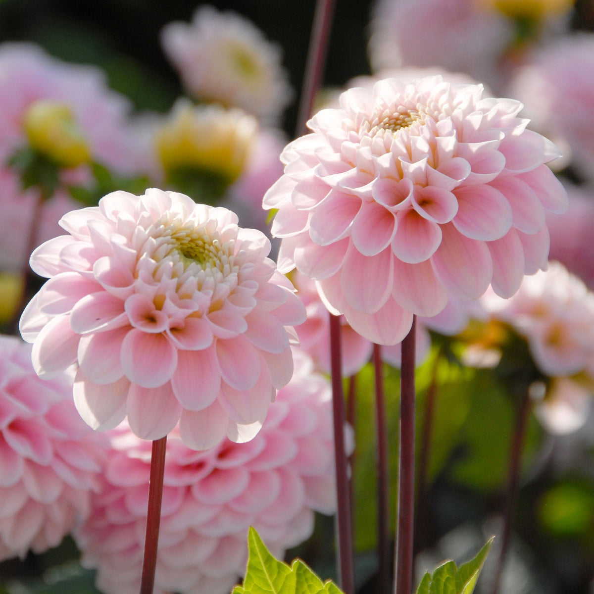 Dahlia Wizard of Oz - roze dahlia - Fluwel