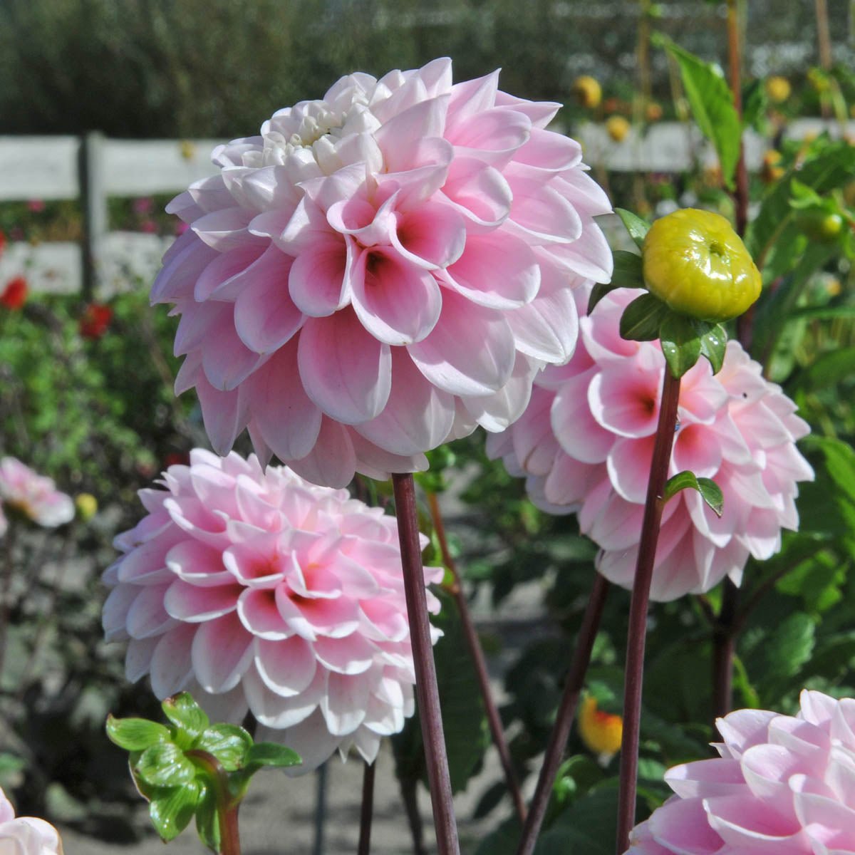 Dahlia Wizard of Oz - roze dahlia - Fluwel