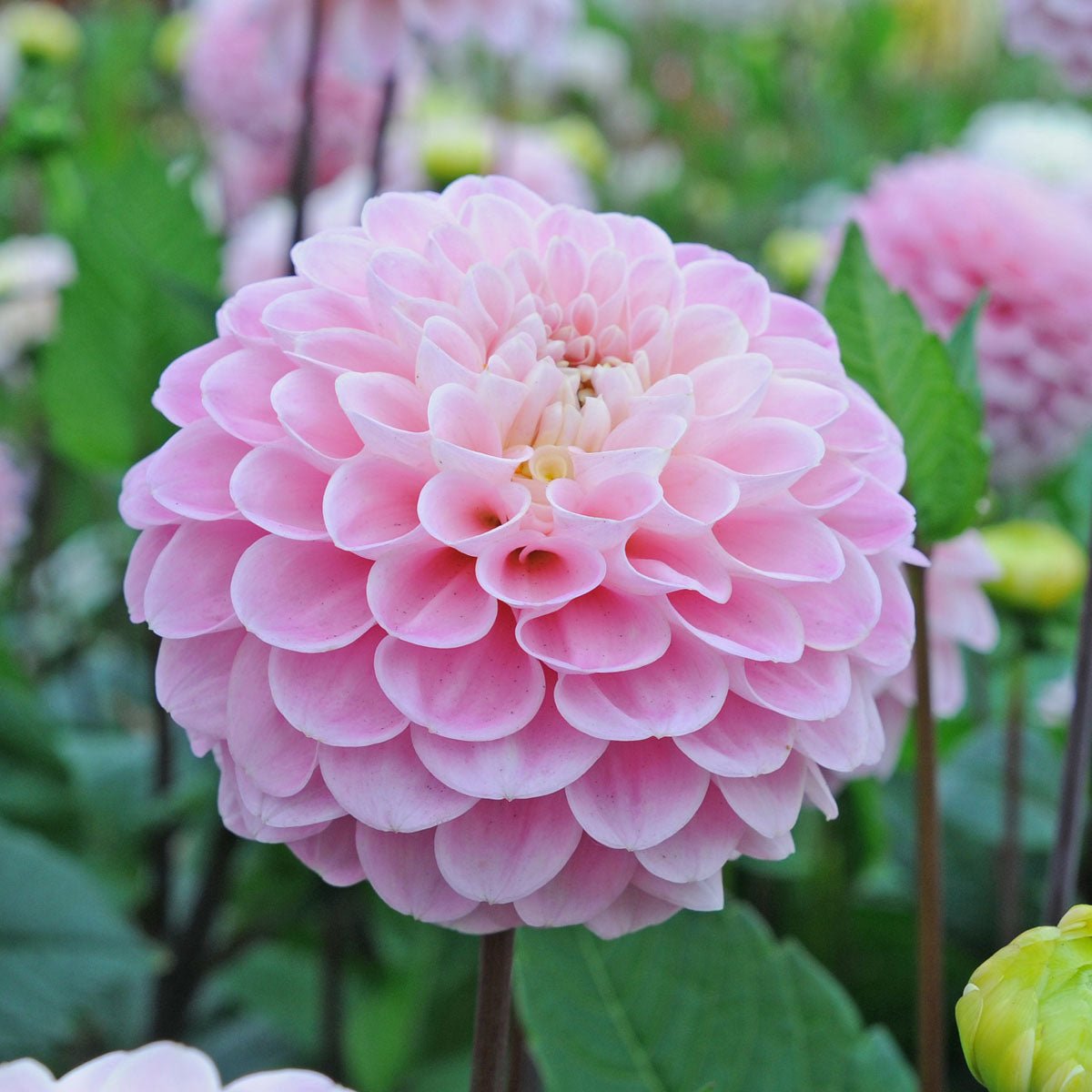 Dahlia Wizard of Oz - roze dahlia - Fluwel