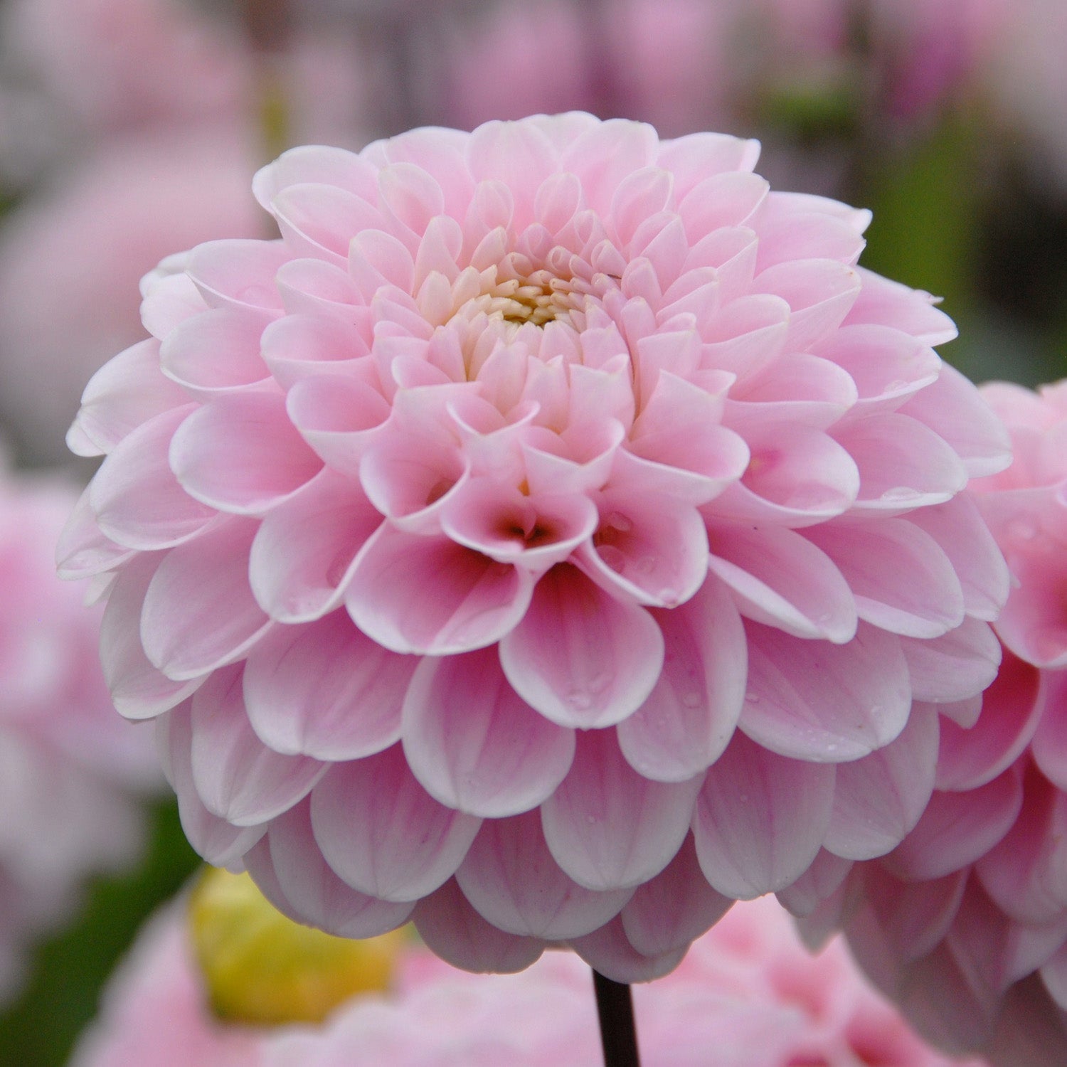 Dahlia Wizard of Oz - roze dahlia - Fluwel