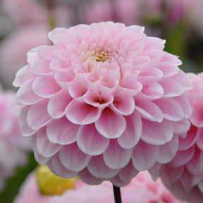Dahlia Wizard of Oz - Dahlias - Fluwel