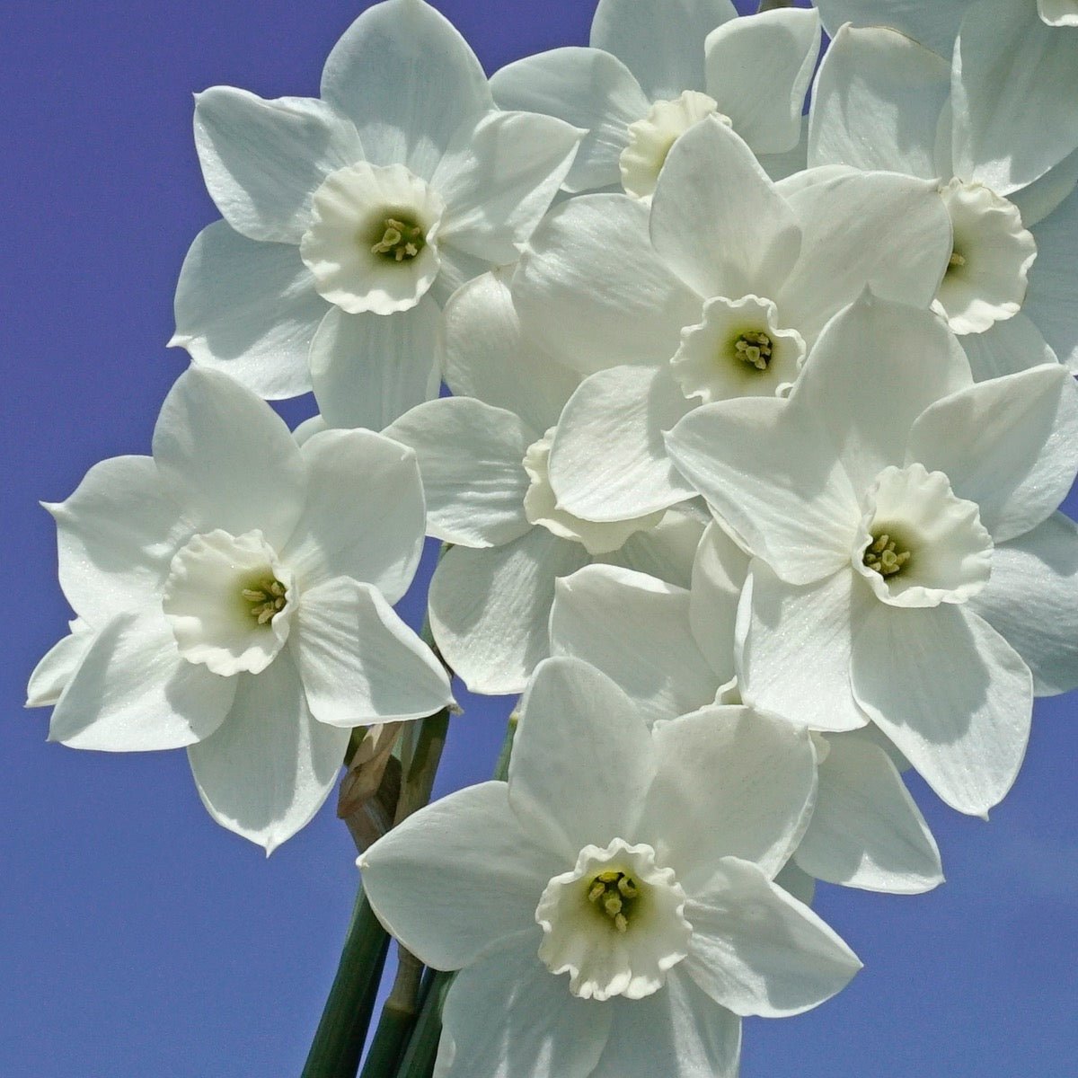 Dainty Miss - Narcissus - Fluwel