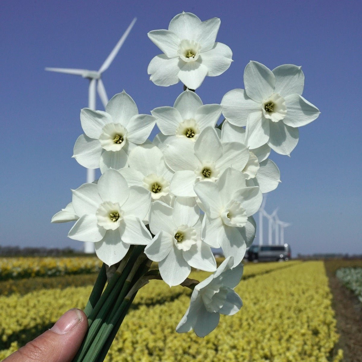 Dainty Miss - witte Jonquilla narcis - Fluwel