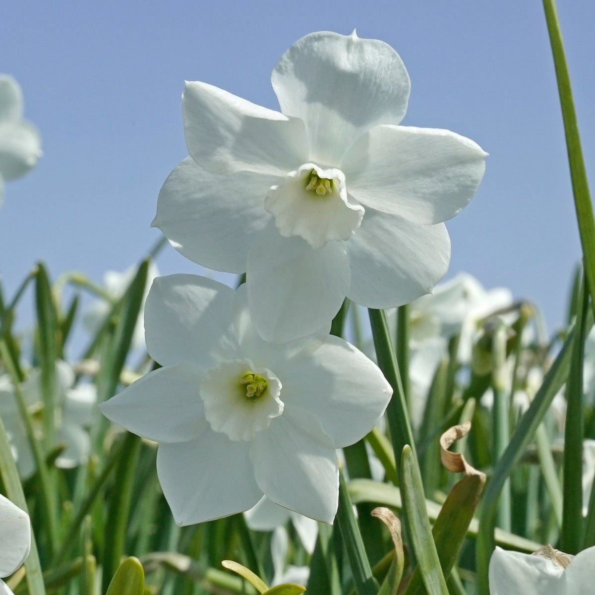 Dainty Miss - witte Jonquilla narcis - Fluwel