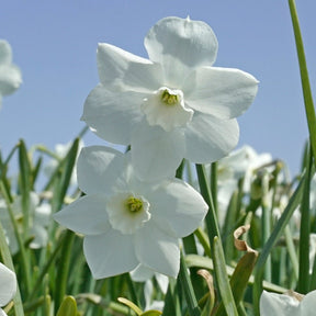 Dainty Miss - Narcissus - Fluwel