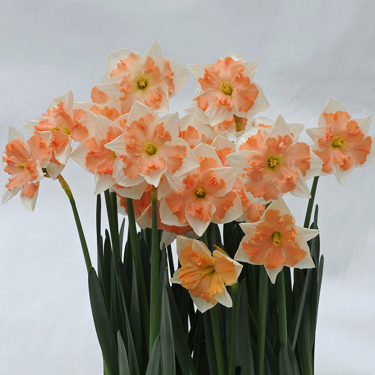 Dance with Me - Narcissus - Fluwel