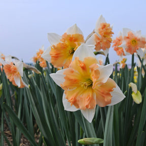 Dance with Me - Narcissus - Fluwel