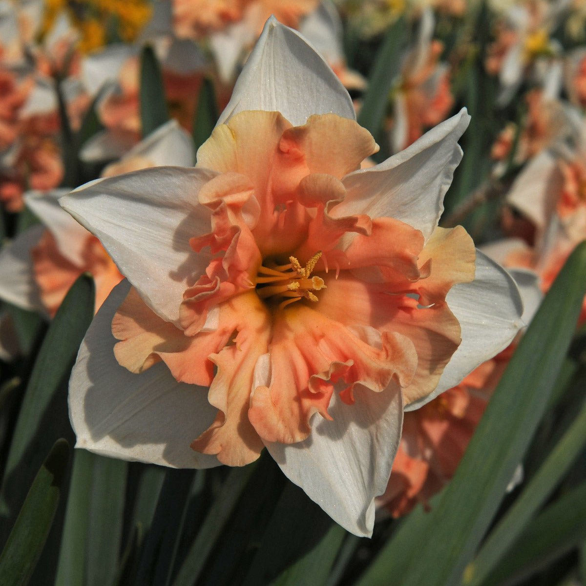 Dance with Me - Narcissus - Fluwel