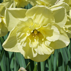 Dancing Moonlight - Narcissus - Fluwel