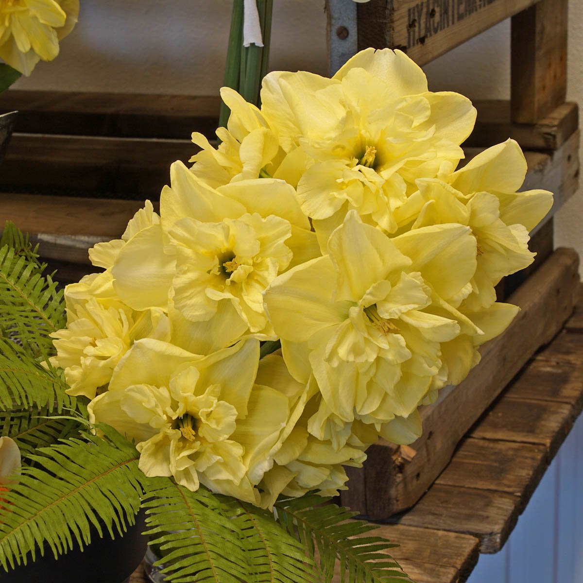 Dancing Moonlight - gele Split-cupped narcis - Fluwel