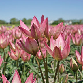 Danique - Tulips - Fluwel