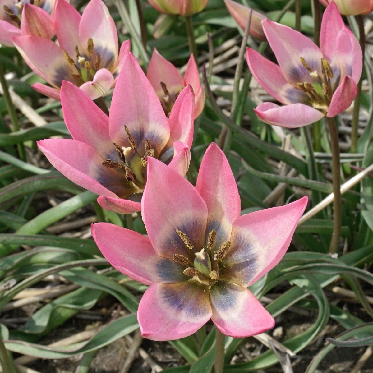 Danique - Tulips - Fluwel