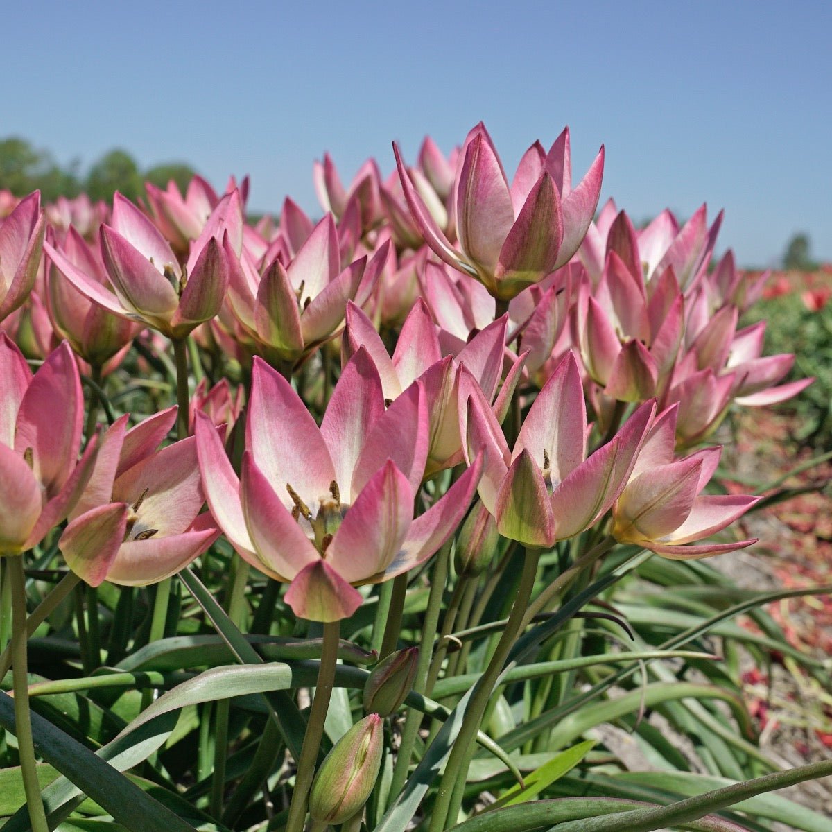 Danique - Tulips - Fluwel