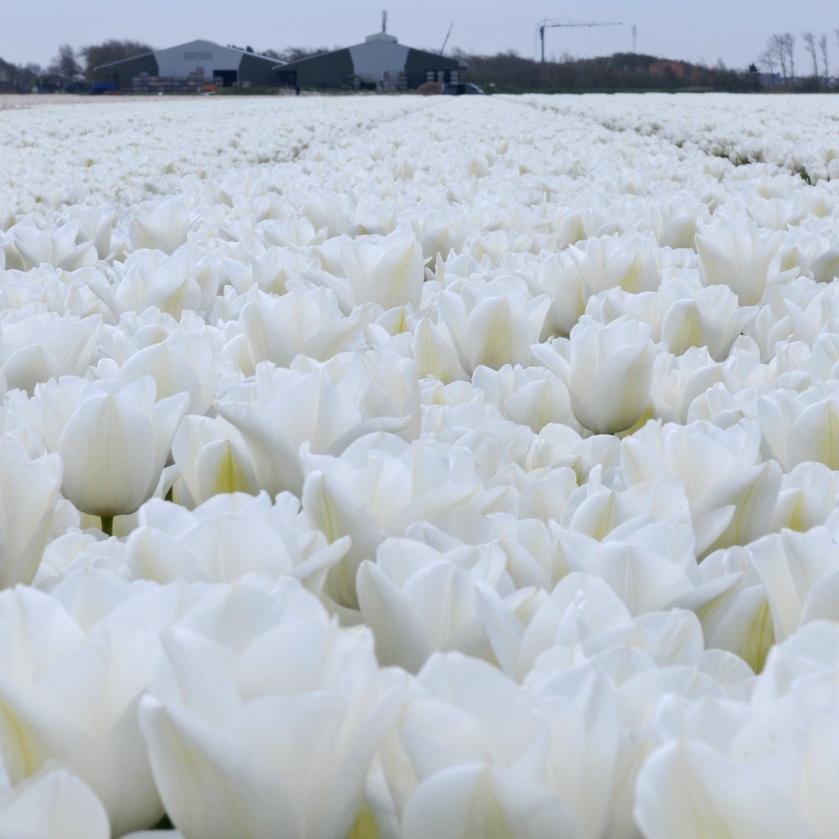 Darwisnow - Tulips - Fluwel