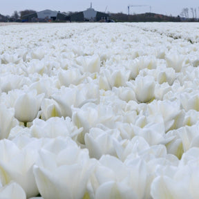 Darwisnow - Tulips - Fluwel