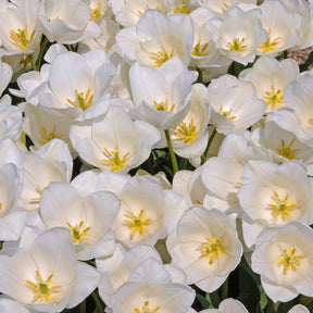 Darwisnow - Tulips - Fluwel