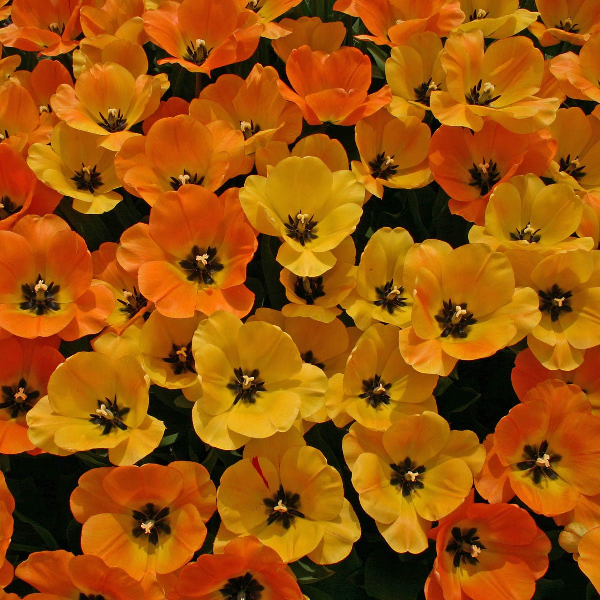 Daydream - Tulips - Fluwel