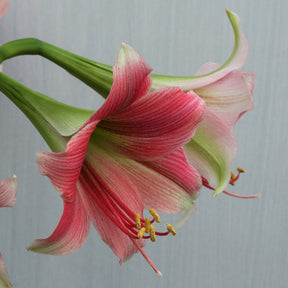 Amaryllis Misty