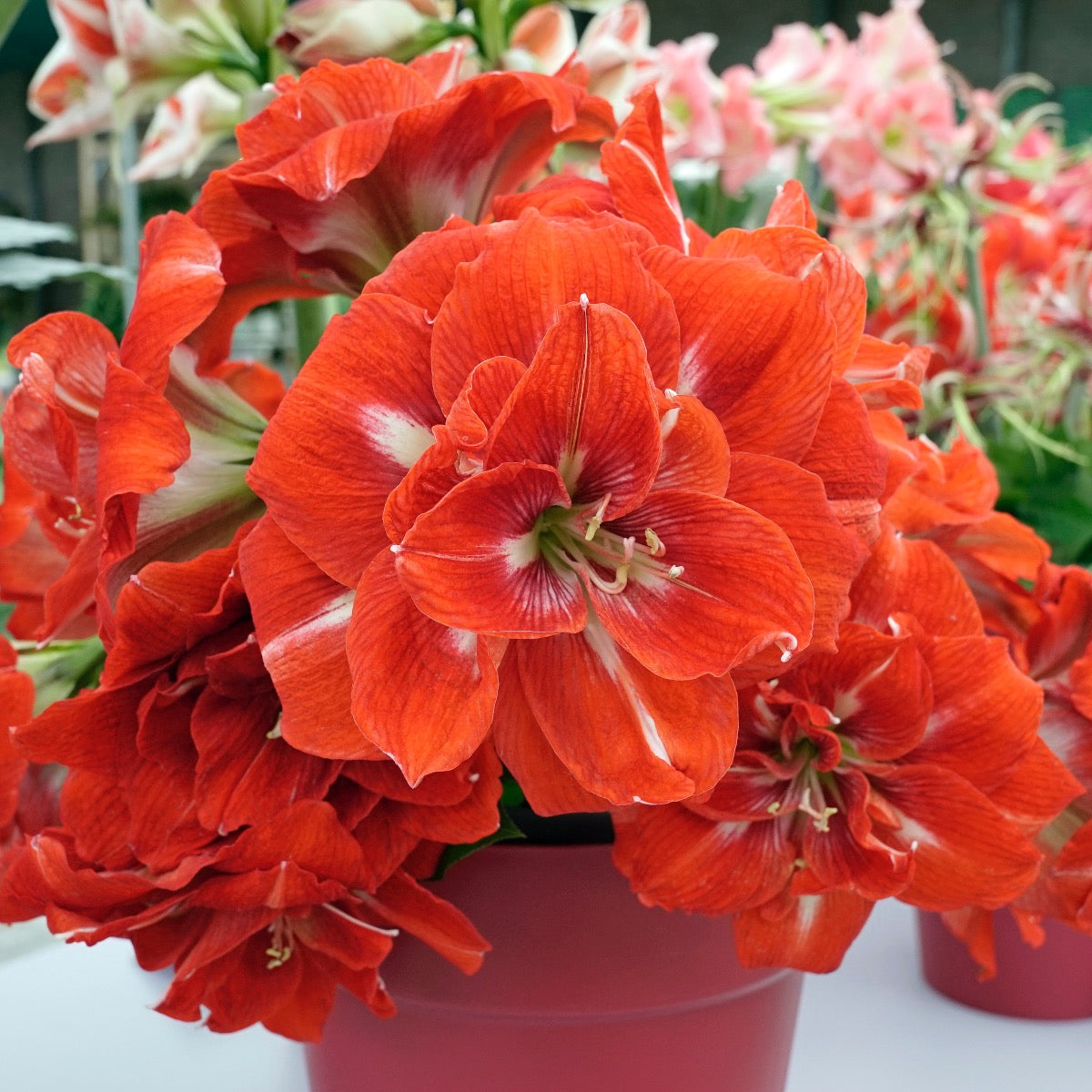 Amaryllis Happy Nymph - oranje amaryllis - Fluwel