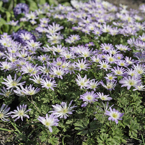 Anemone blanda Blue Splendour