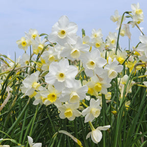 Desert Bells - Narcissus - Fluwel