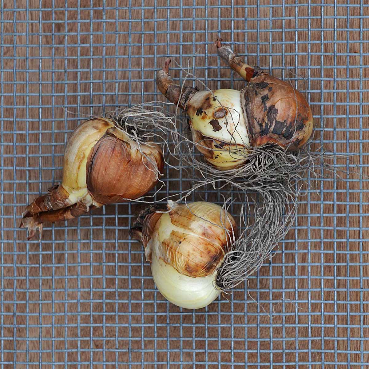 Desert Bells - Narcissus - Fluwel