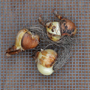 Desert Bells - Narcissus - Fluwel