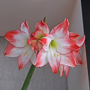 Amaryllis Spotlight
