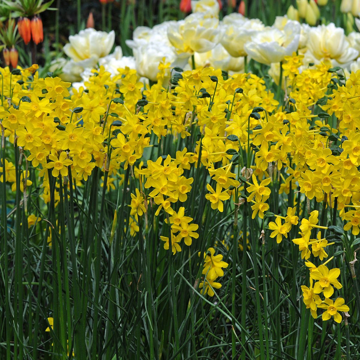 Diego - gele Jonquilla narcis - Fluwel