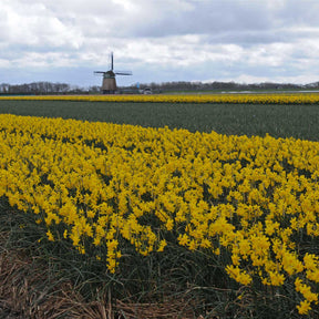 Diego - Narcissus - Fluwel