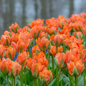 Disneyland Paris - Tulips - Fluwel