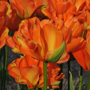 Disneyland Paris - Tulips - Fluwel