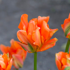 Disneyland Paris - Tulips - Fluwel
