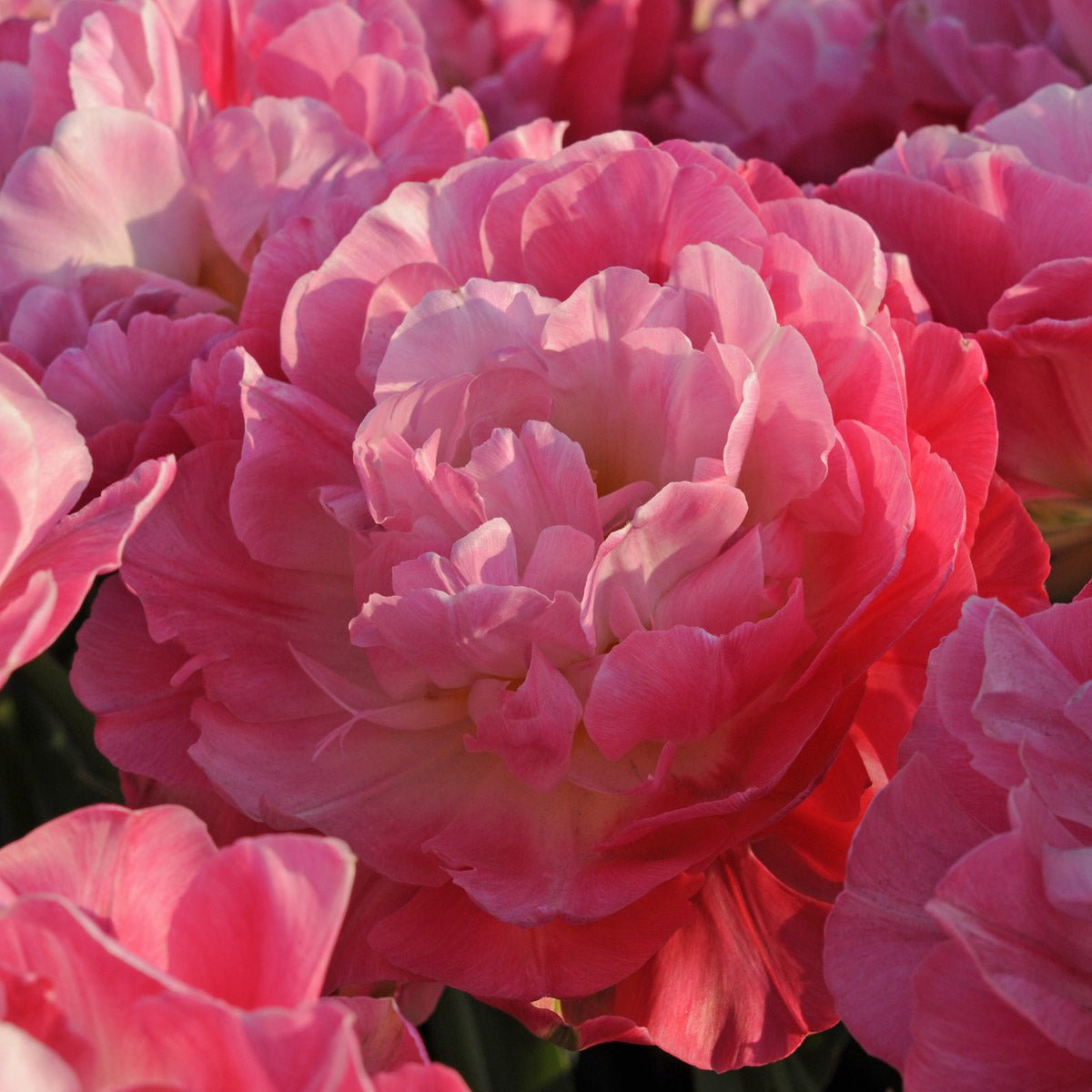 Double Sugar - Tulips - Fluwel