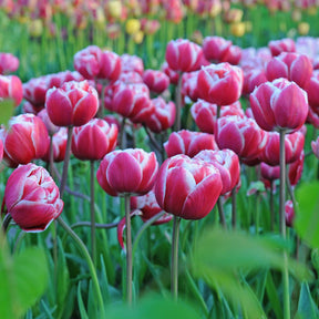 Drumline - Tulips - Fluwel