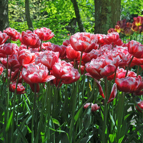 Drumline - Tulips - Fluwel