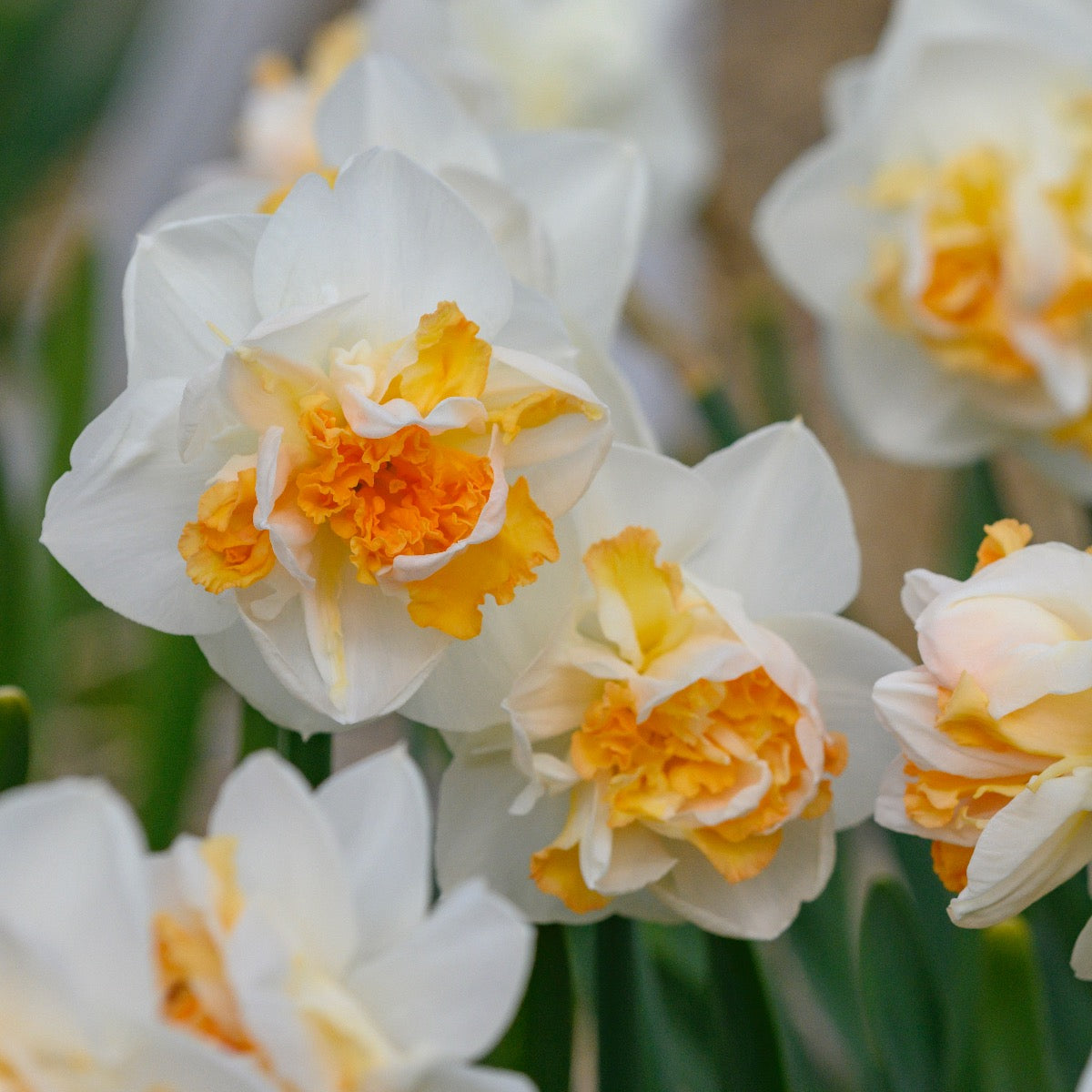 Peach Prince - wit-oranje Double narcis - Fluwel