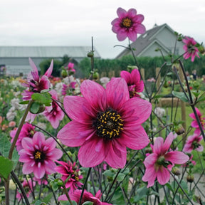 Dahlie Skyfall