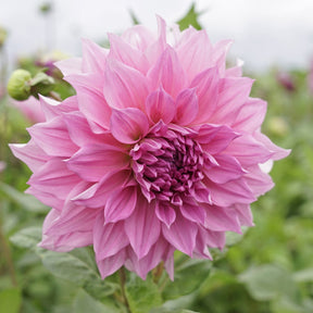 Dahlia Cafe au Lait Rose