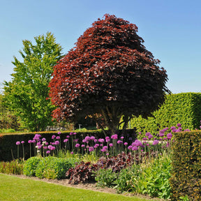 Allium Purple Sensation