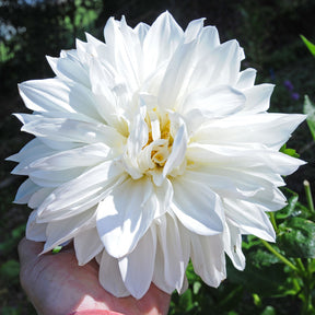 Dahlie White Perfection